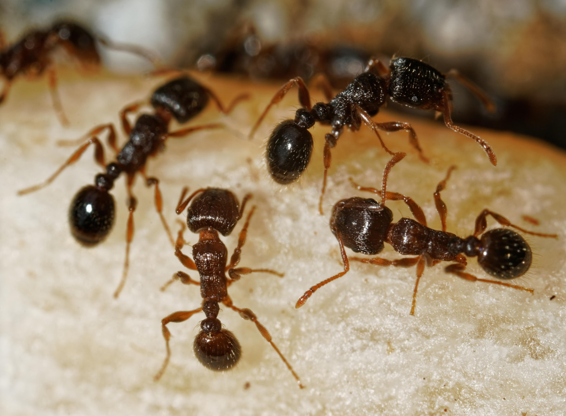 Pavement Ants