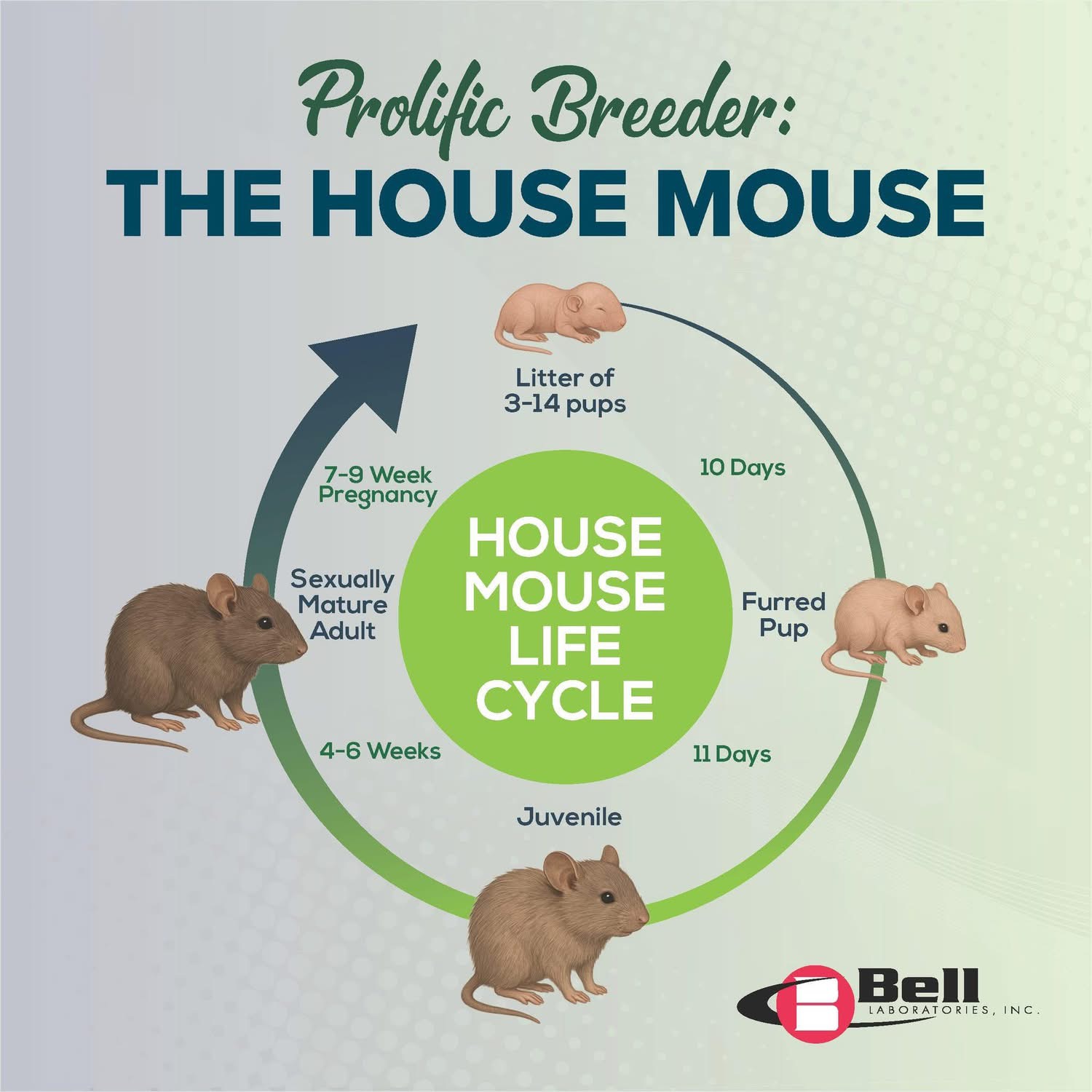 House mouse life cycle: litters of 3 to 14 pups, mature in 4 to 6 weeks