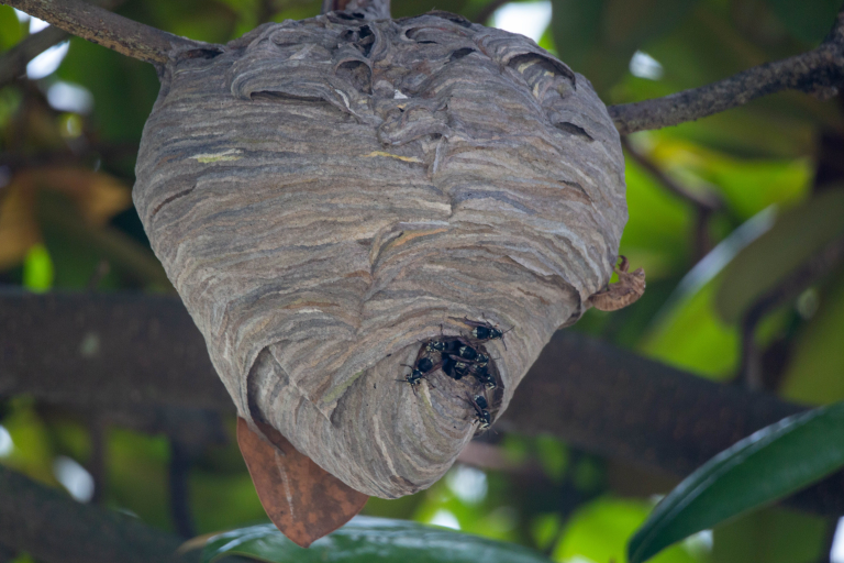 Hornets