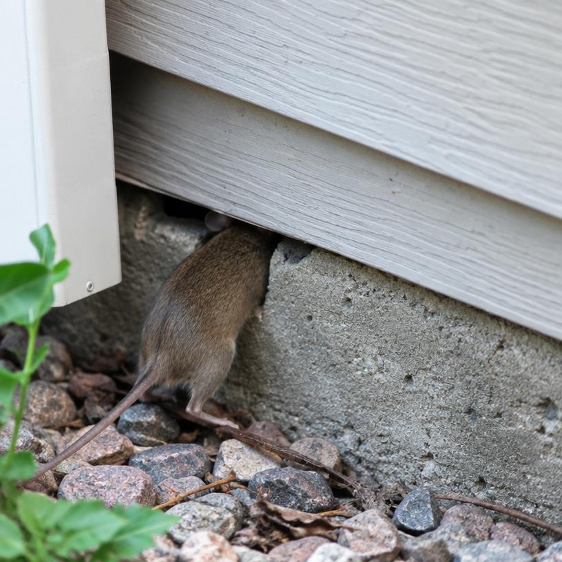 House Mice