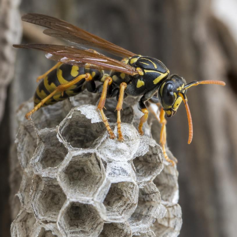 Wasps