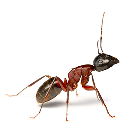 Carpenter Ant Treatments